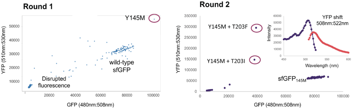 Discovery of two novel yellow fluorescent protein (YFP) variants through two cycles of Iterative Genome Engineering 