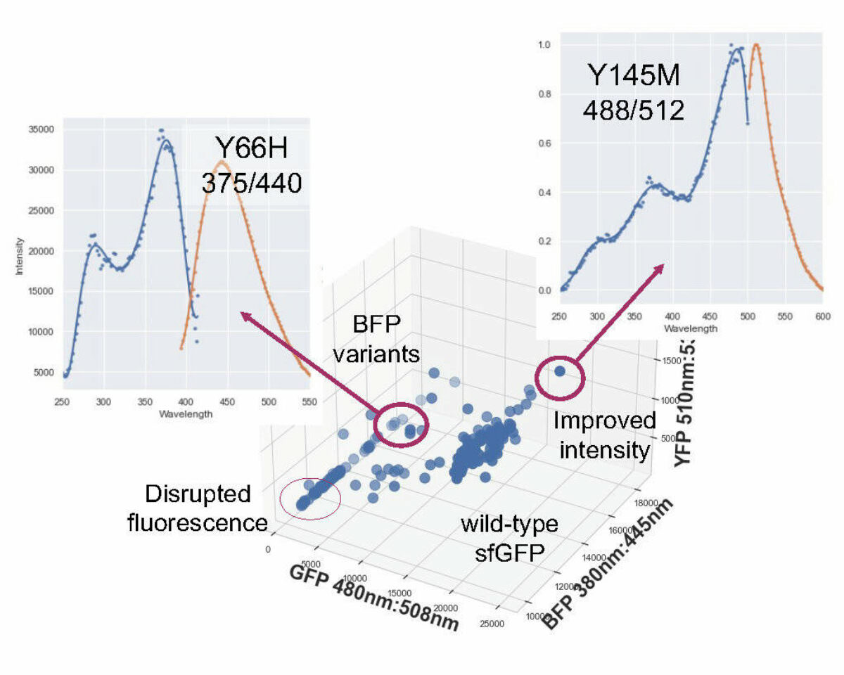 Fluorescence profile of the screened GFP library showing variants with improved fluorescence intensity and spectral shifts. 