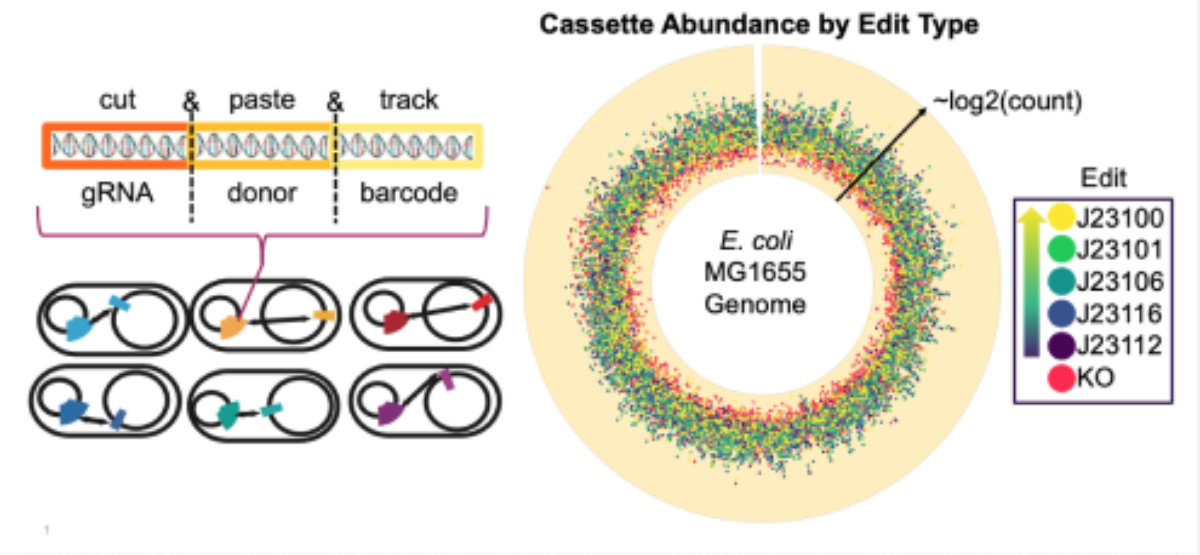 Onyx libraries targeting 4,200 genome-wide loci for knockout or promoter substitution 