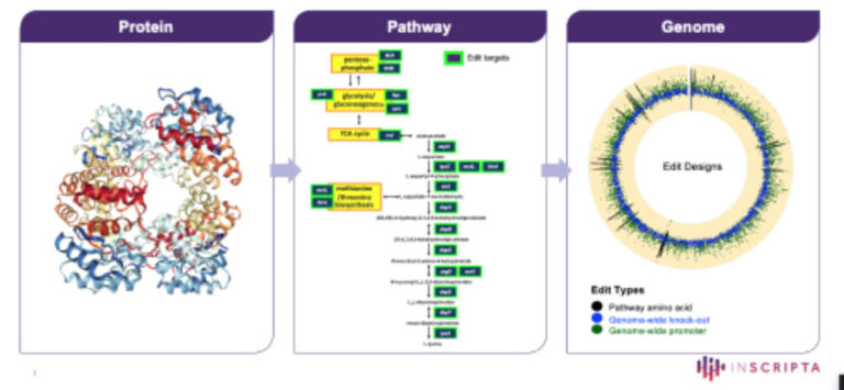 Lysine Metabolic Engineering - Inscripta