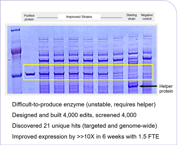 Improved protein production across hosts