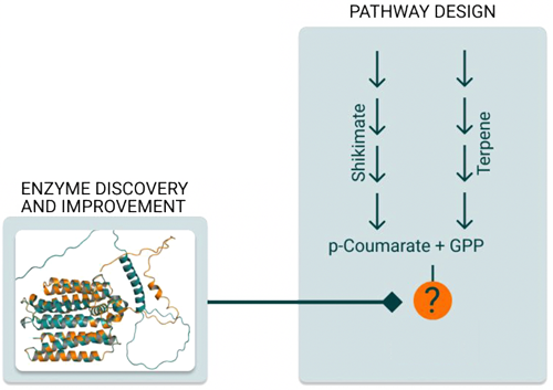 Discovery of the missing enzyme